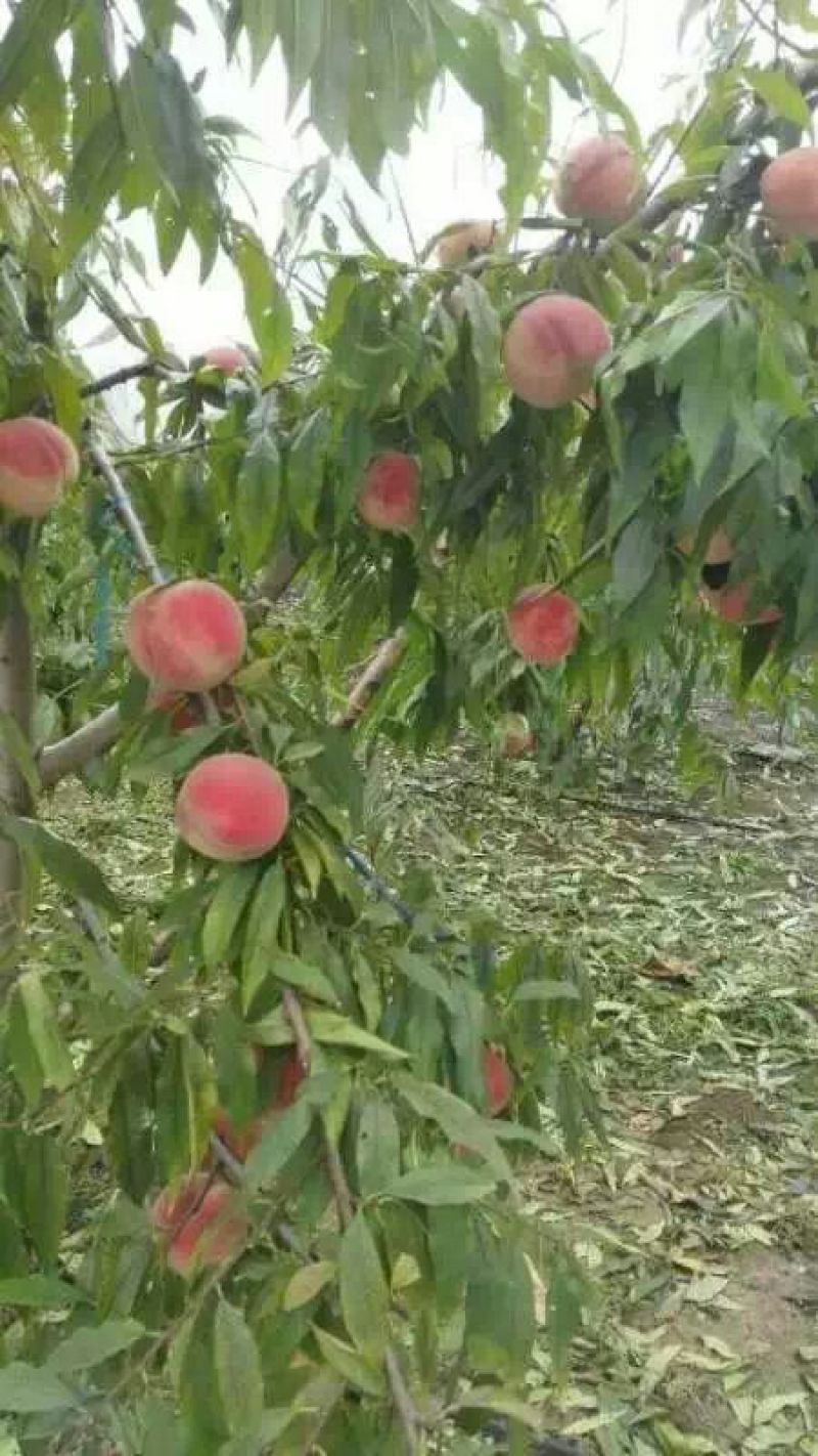 映霜红桃苗80cm以上山东青岛基地直供保证纯度保证质量