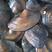 河蚌河蚌又称圆蚌有蚌肉出售欢迎咨询，欢迎咨询