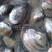 河蚌河蚌又称圆蚌有蚌肉出售欢迎咨询，欢迎咨询