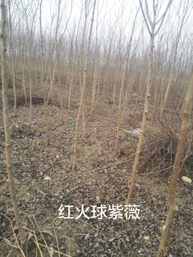 红火球紫薇1米以下2cm以下2.5~3米