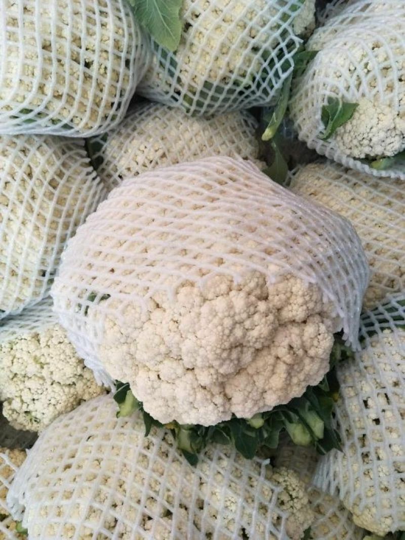 河北邯郸精品有机松花菜品质保证万亩基地电话联系