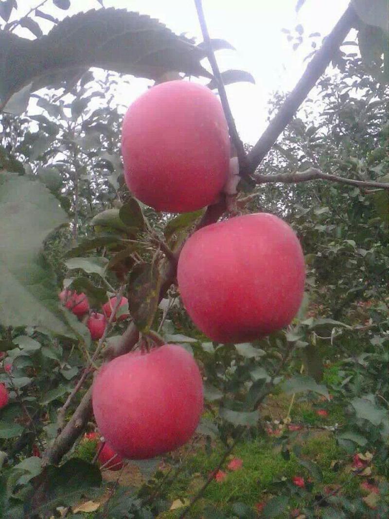 美八早熟苹果树苗0.8公分以上200棵起顺丰包邮
