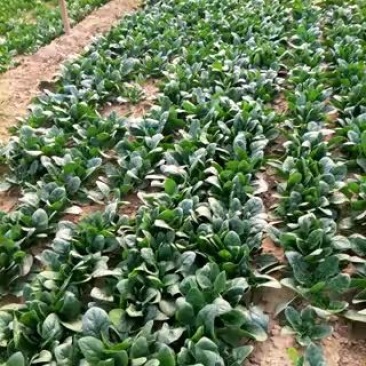 小叶菠菜15~20厘米