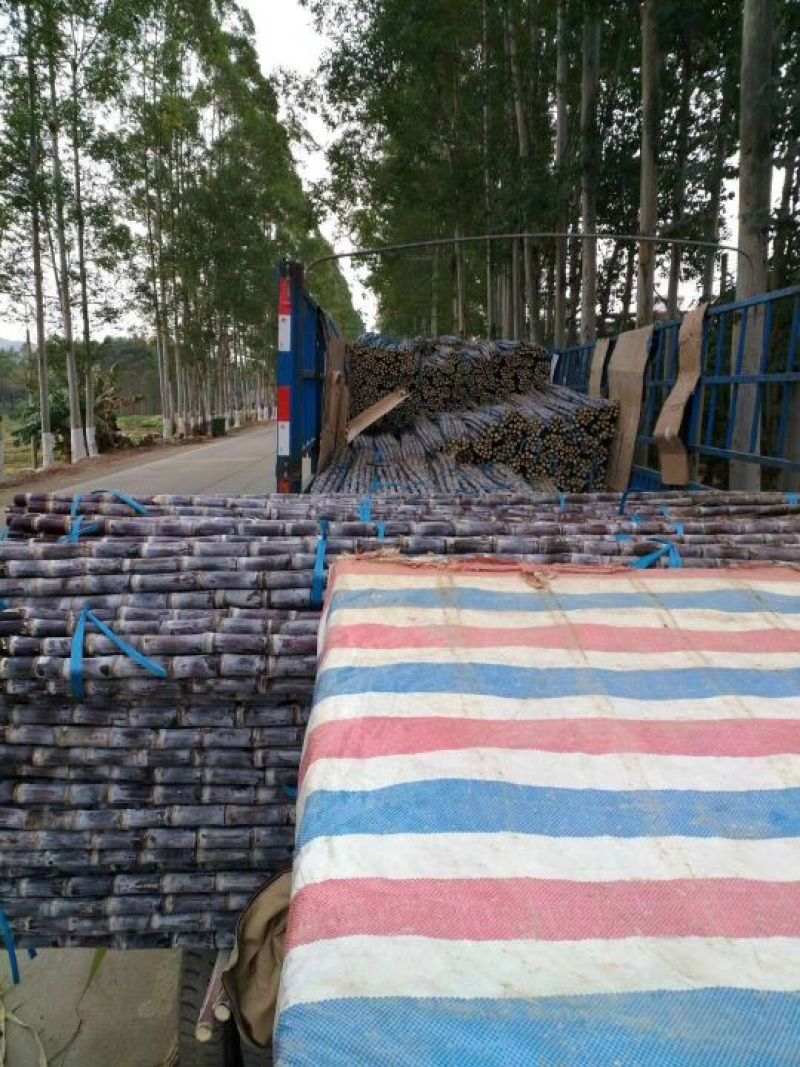 【精品】广西黑皮甘蔗大量供应质优价廉便宜回程车