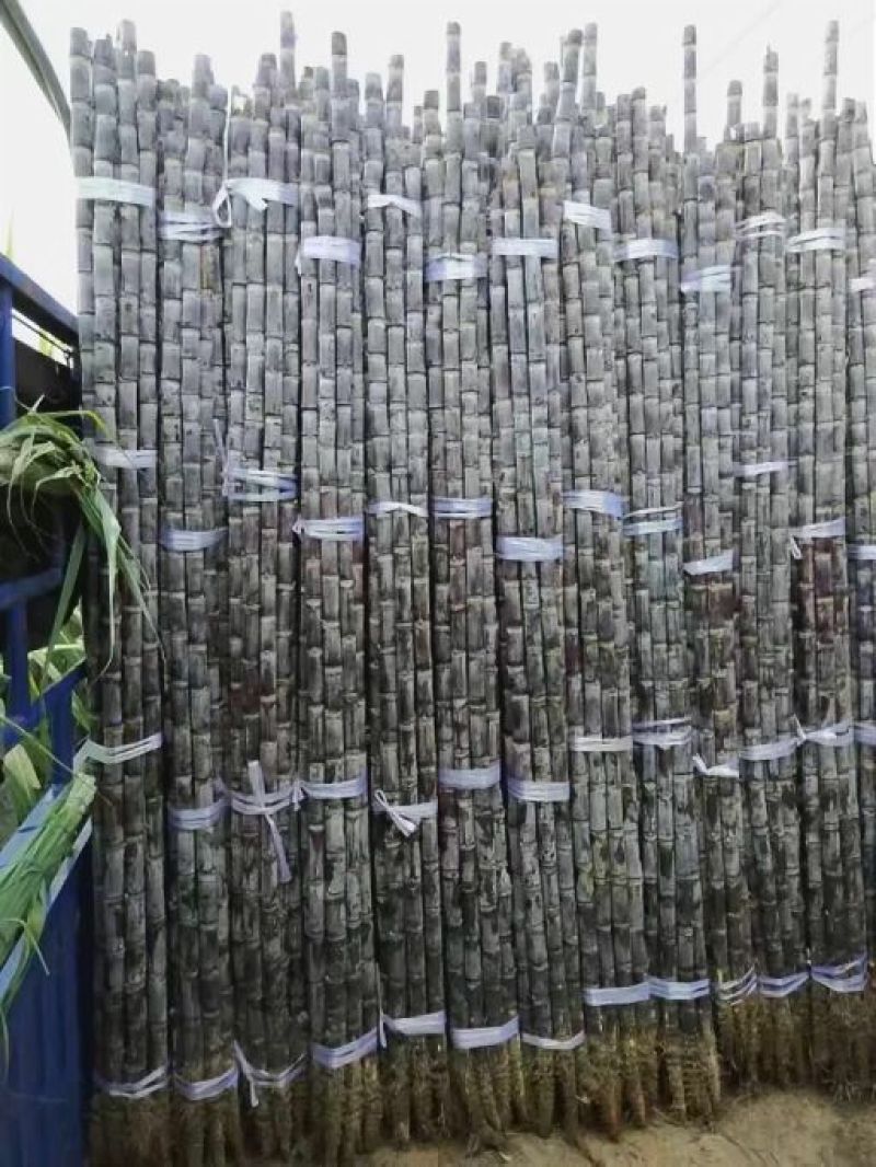 【精品】广西黑皮甘蔗大量供应质优价廉便宜回程车