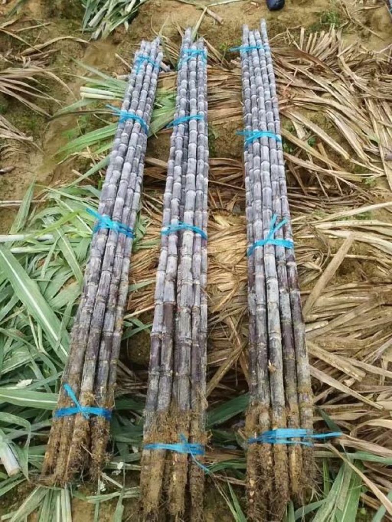 【精品】广西黑皮甘蔗大量供应质优价廉便宜回程车
