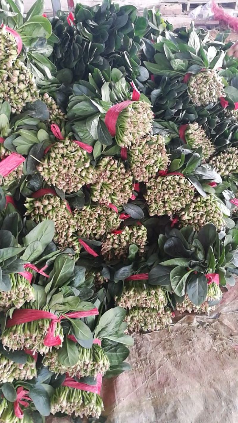 大叶菠菜20~25厘米