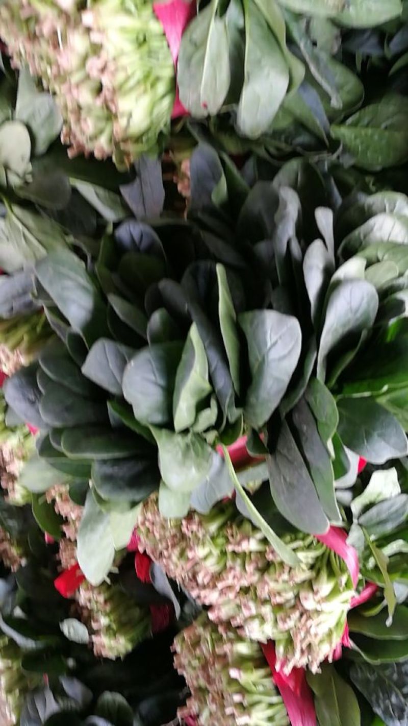 大叶菠菜20~25厘米