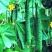 黄瓜干花带刺18~22公分