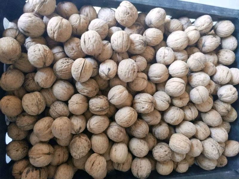 新鲜薄皮核桃坚果零食5斤/10斤大果批发