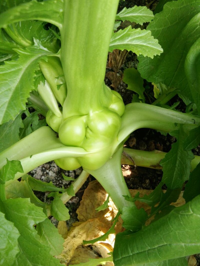 榨菜5两以上
