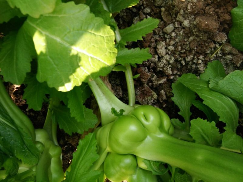 榨菜5两以上