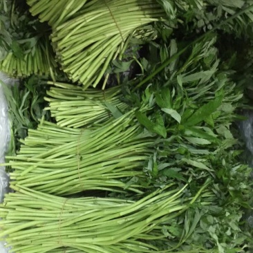 芦篙