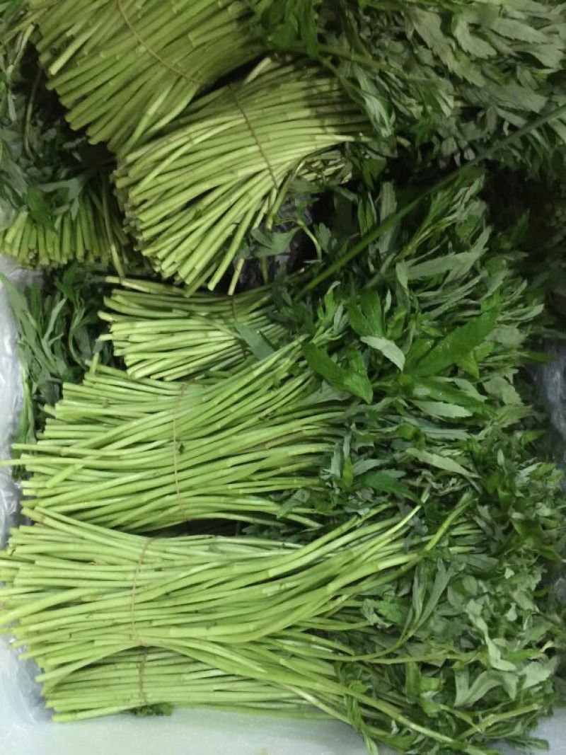 芦篙