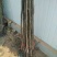 核桃苗一年苗50~100cm