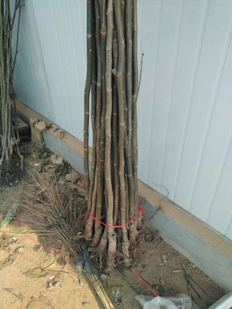核桃苗一年苗50~100cm