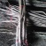 核桃苗一年苗50~100cm