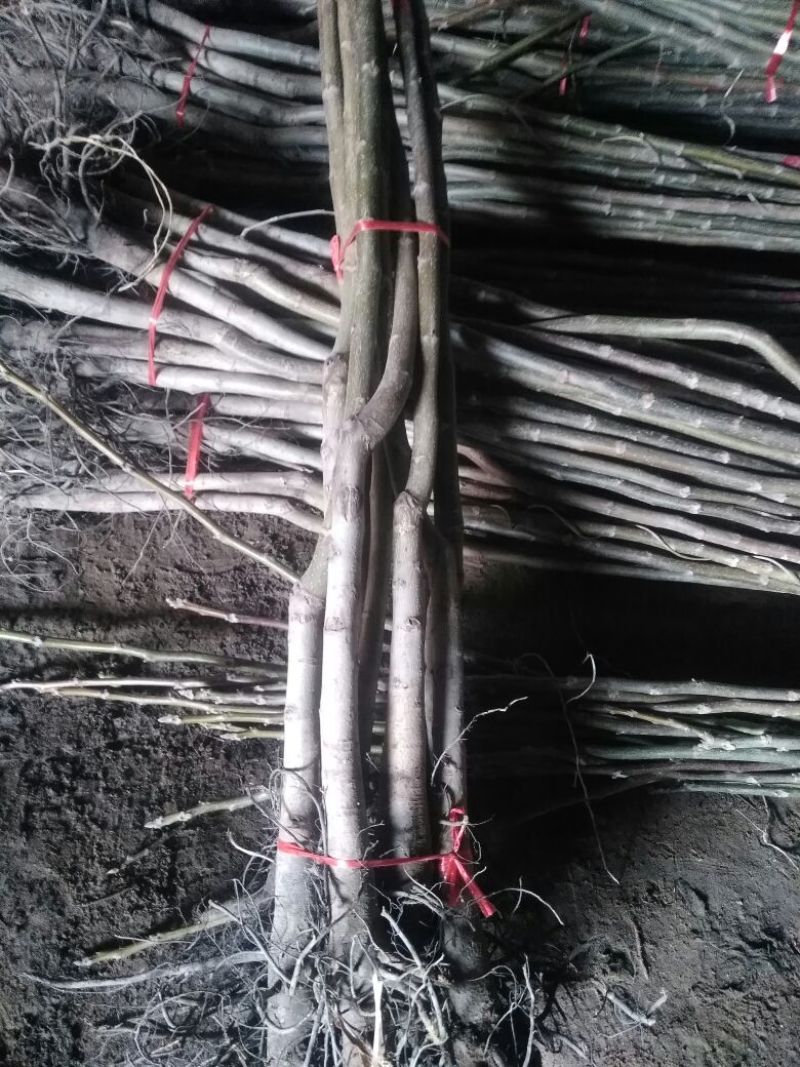 核桃苗一年苗50~100cm