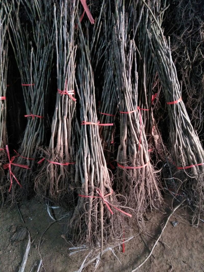 核桃苗一年苗50~100cm