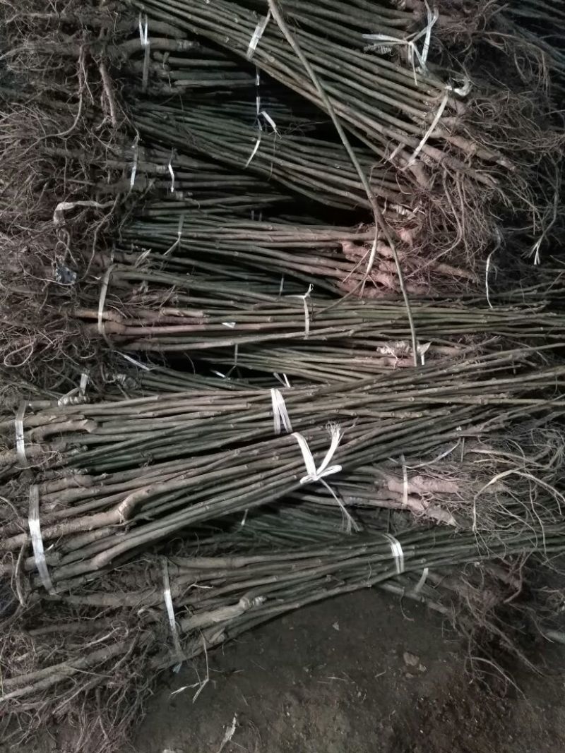 核桃苗一年苗50~100cm