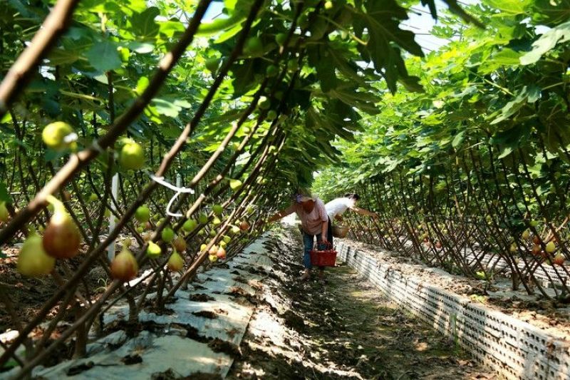 无花果苗30cm以上包邮保湿发货南北种植死苗补发