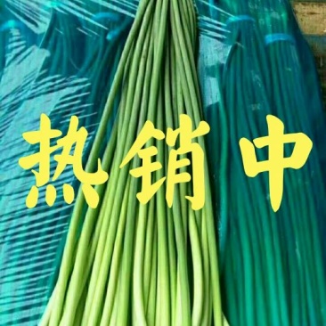 【精品】蒜苔(白帽、红帽）冷库直销.货源充足.随到随装