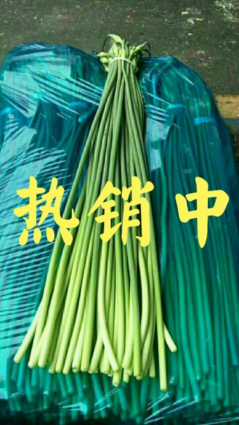 【精品】蒜苔(白帽、红帽）冷库直销.货源充足.随到随装