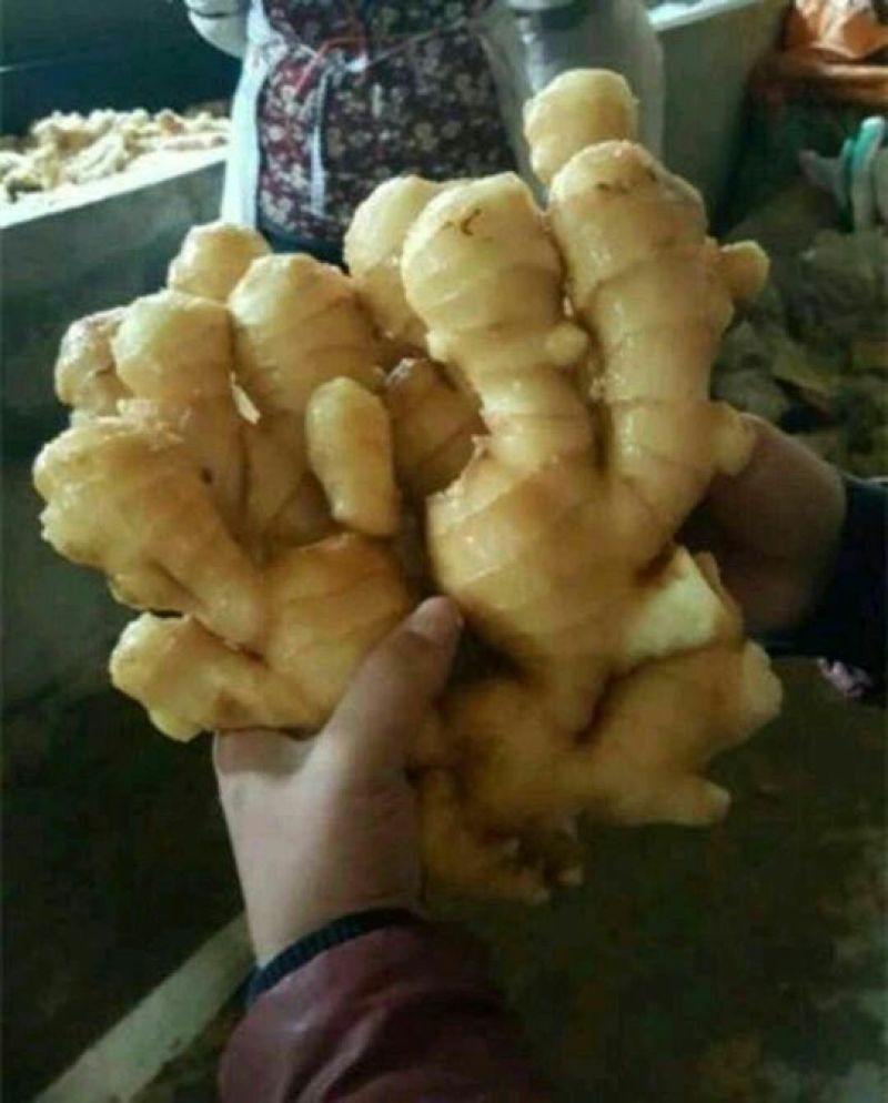生姜基地，量大特优