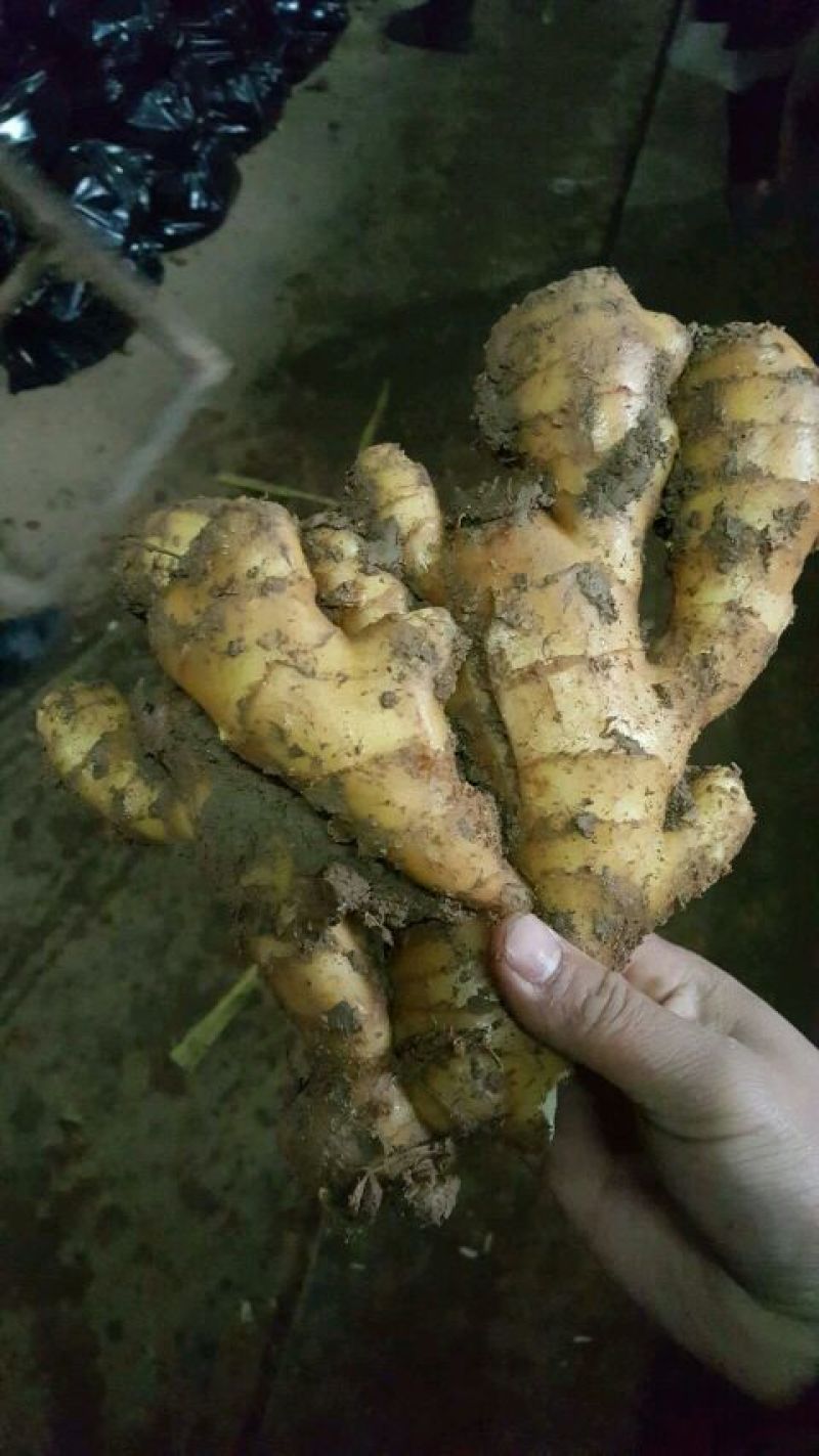 生姜基地，量大特优