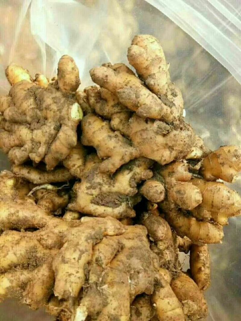 生姜基地，量大特优