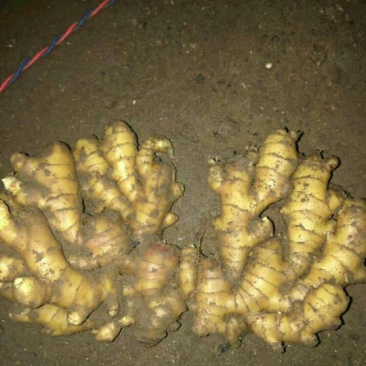 生姜基地，量大特优