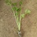 芹菜苗15~20cm