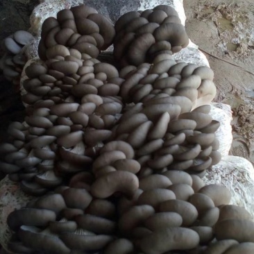 黑平菇厚3~5cm黑色质优价廉，是你不二之选
