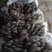 黑平菇厚3~5cm黑色质优价廉，是你不二之选
