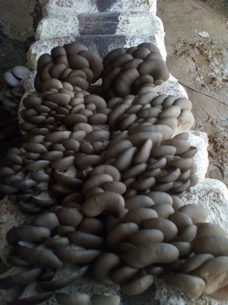 黑平菇厚3~5cm黑色质优价廉，是你不二之选