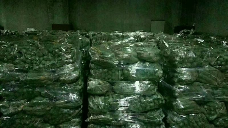 正宗潍县萝卜，产地直供，大量批发。各种品种应有尽有。