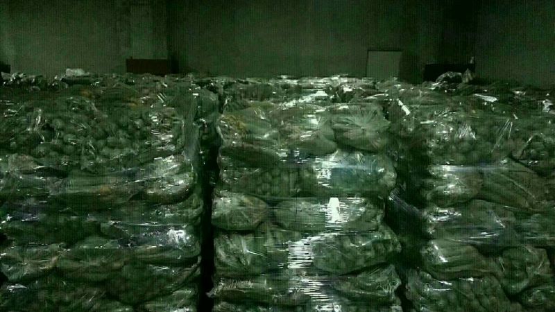 正宗潍县萝卜，产地直供，大量批发。各种品种应有尽有。