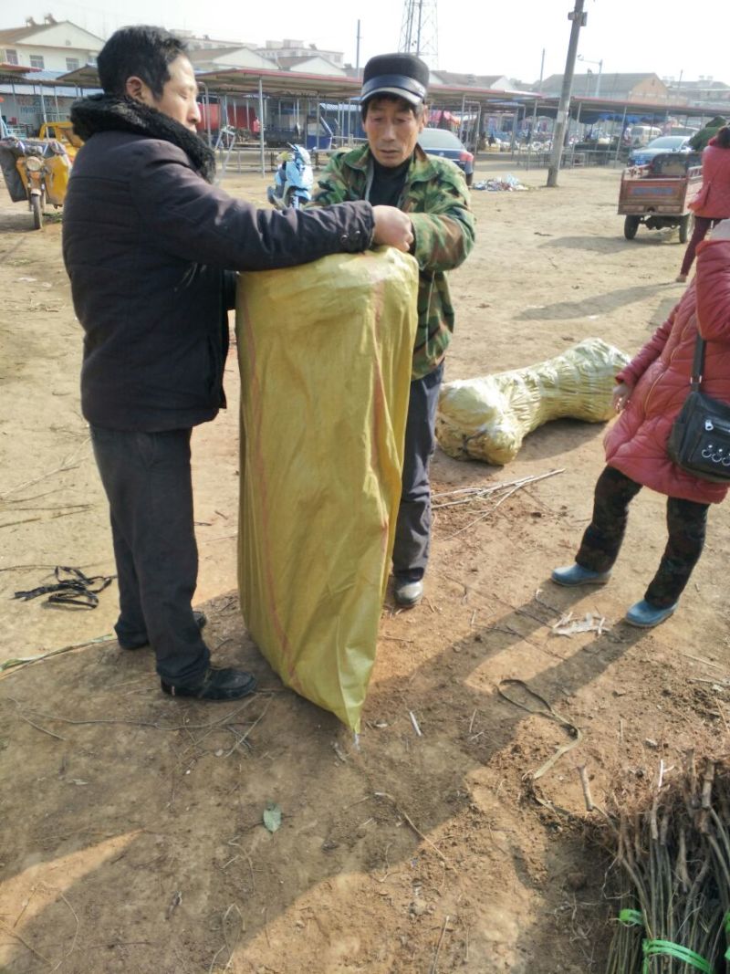竹柳苗可视频看货选货一亩田线上交易下单购买包邮发货