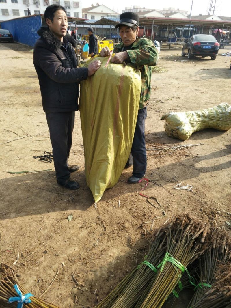 竹柳苗可视频看货选货一亩田线上交易下单购买包邮发货