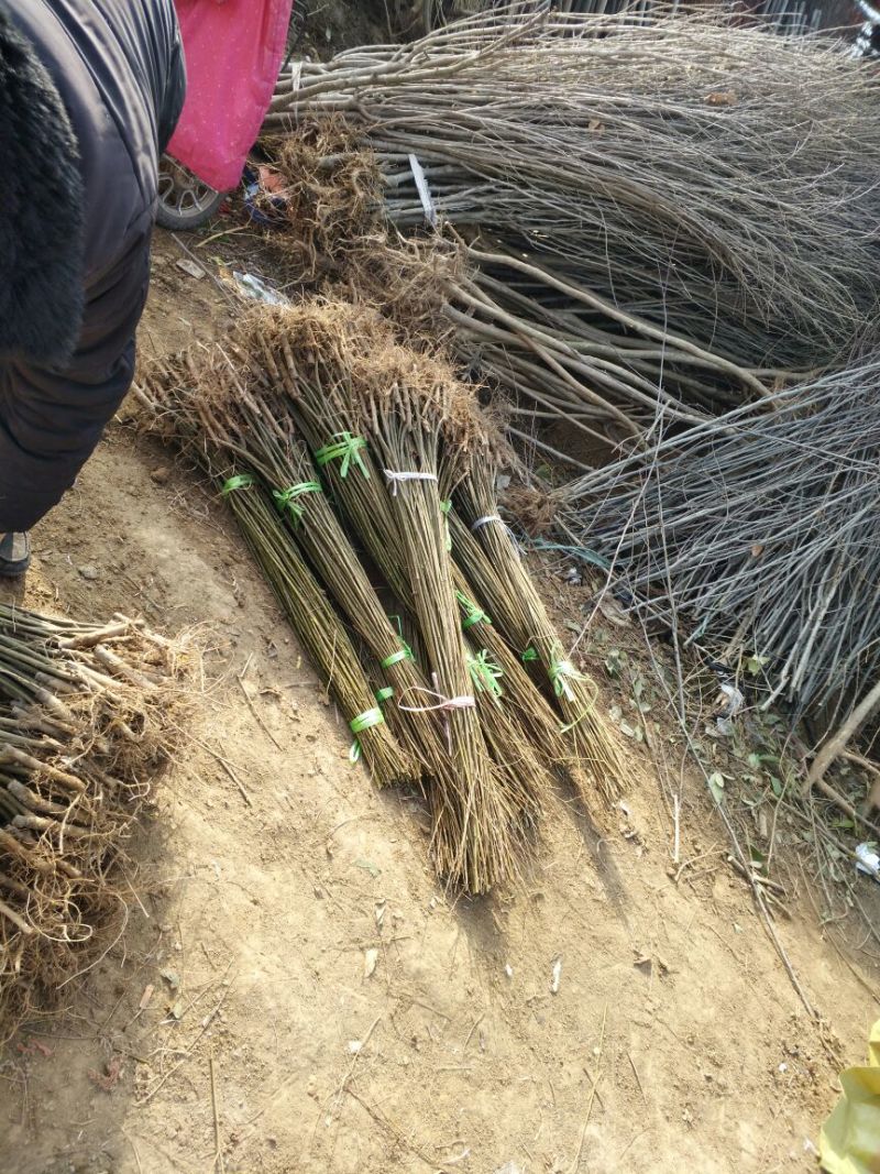 竹柳苗可视频看货选货一亩田线上交易下单购买包邮发货