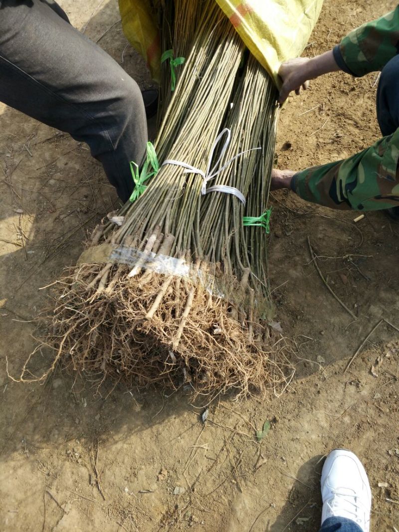 竹柳苗可视频看货选货一亩田线上交易下单购买包邮发货