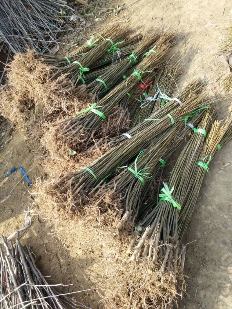 竹柳苗可视频看货选货一亩田线上交易下单购买包邮发货