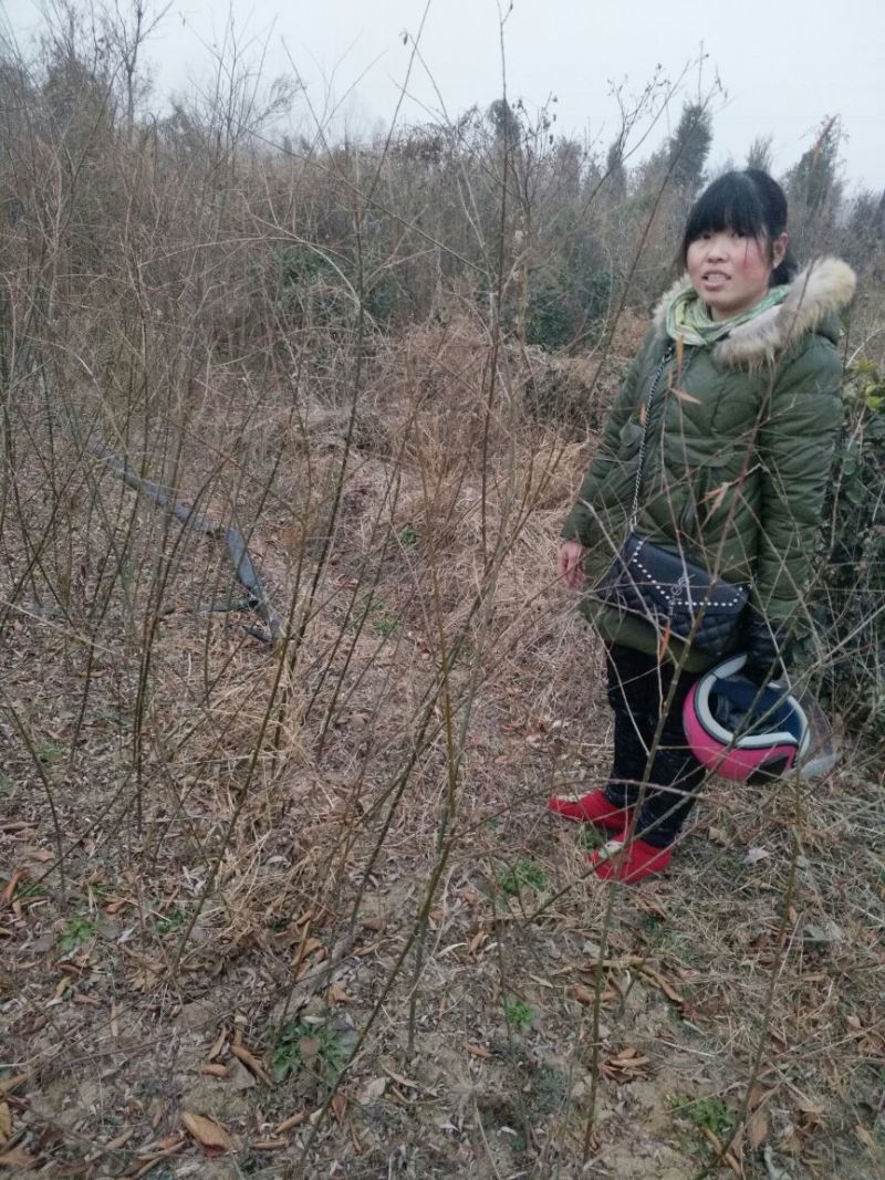 竹柳苗可视频看货选货一亩田线上交易下单购买包邮发货