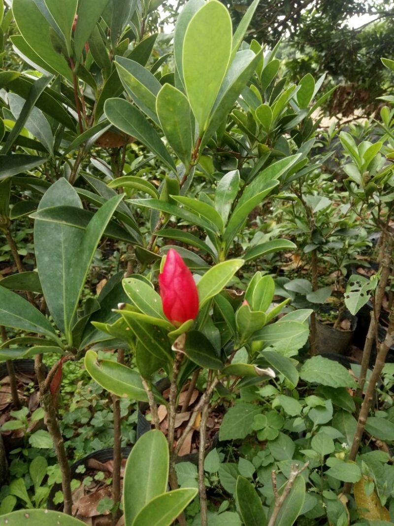 山茶花苗2年70~80cm