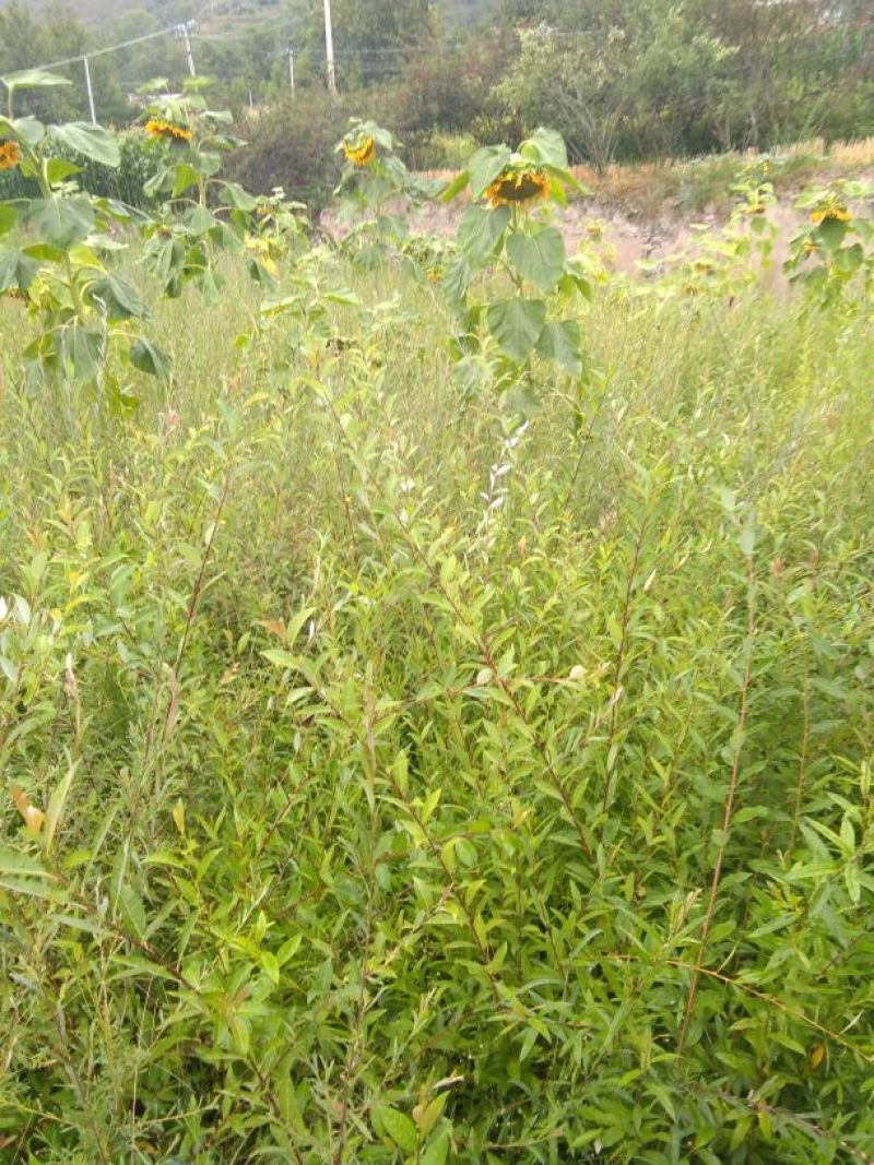 柳树种条1~1.5m