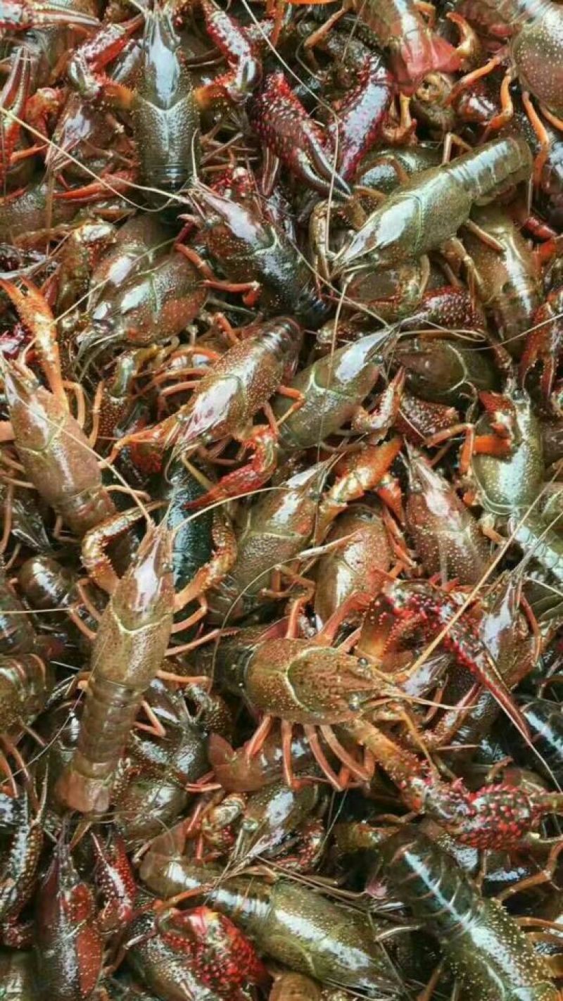 小龙虾虾尾