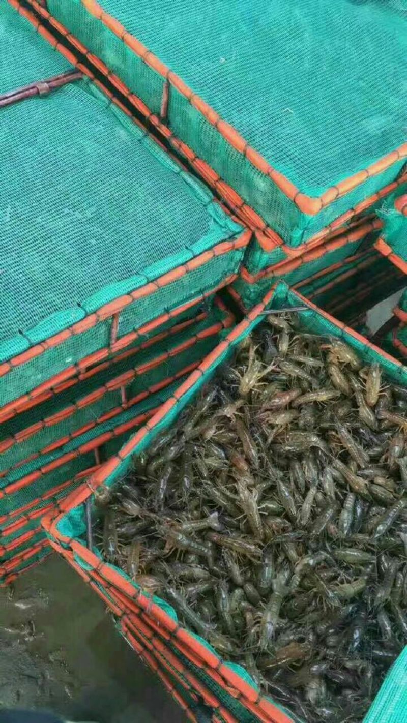 虾尾