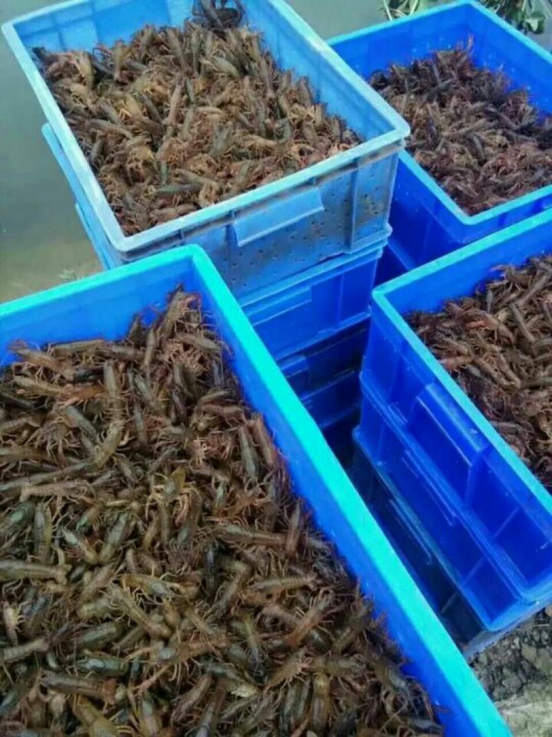 虾尾