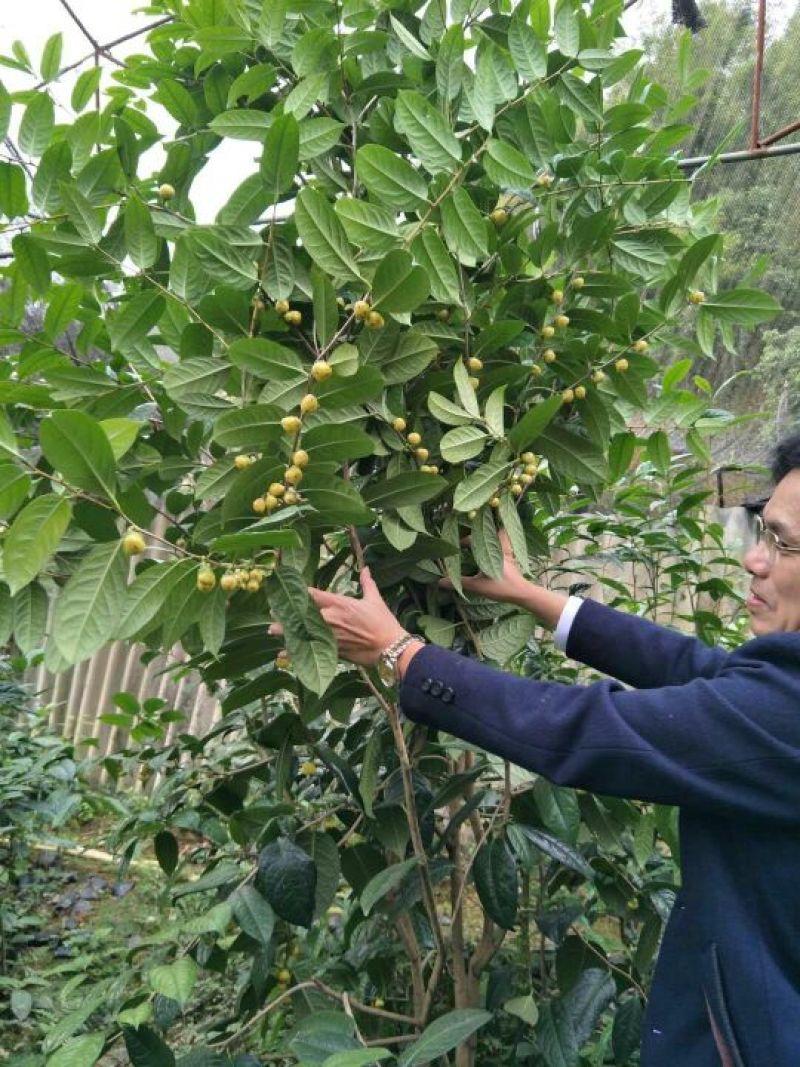 金花茶树苗金花茶茶花