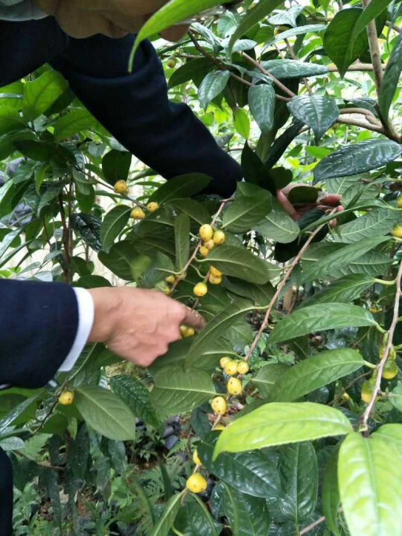 金花茶树苗金花茶茶花